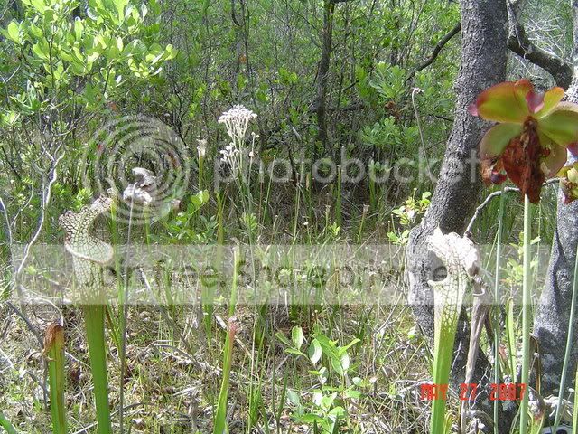 DSC00780.jpg