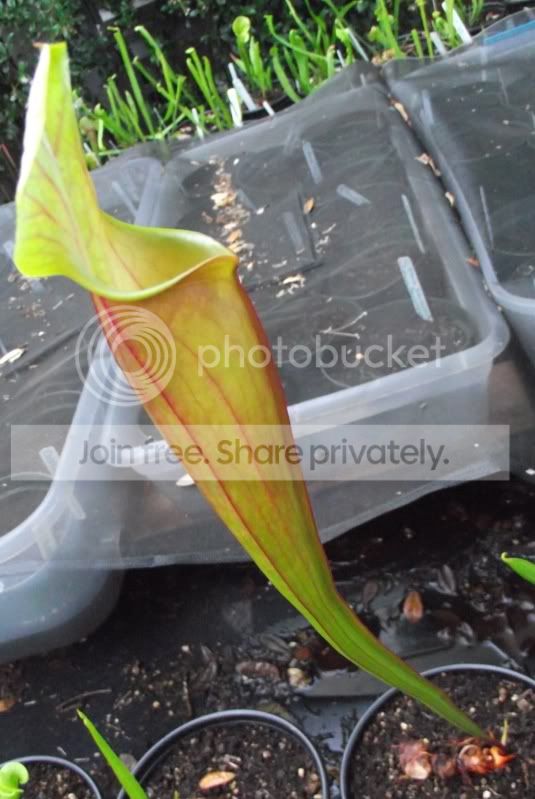 DSCF7826.jpg