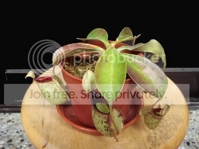 hookeriana_plant.jpg