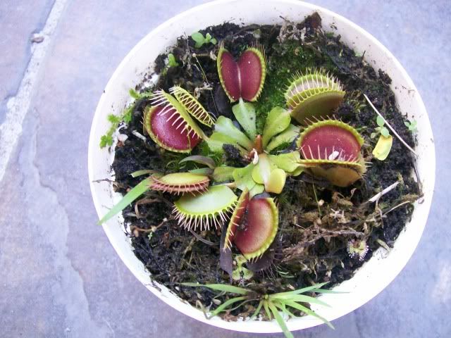 VFT1.jpg