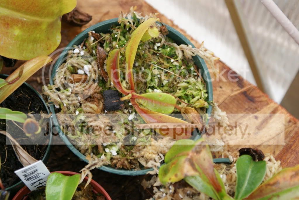 pitcherplants012.jpg