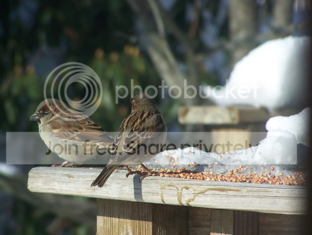 birds037.jpg