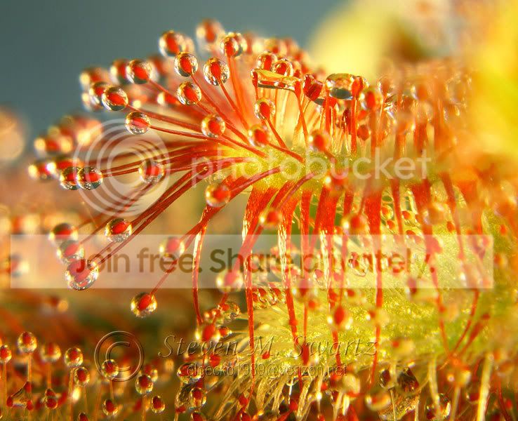macro-CPs-022.jpg