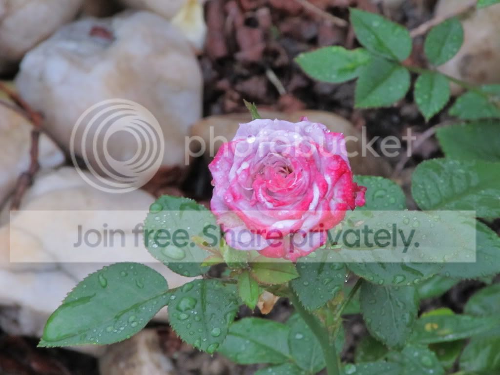 IMG_4321.jpg