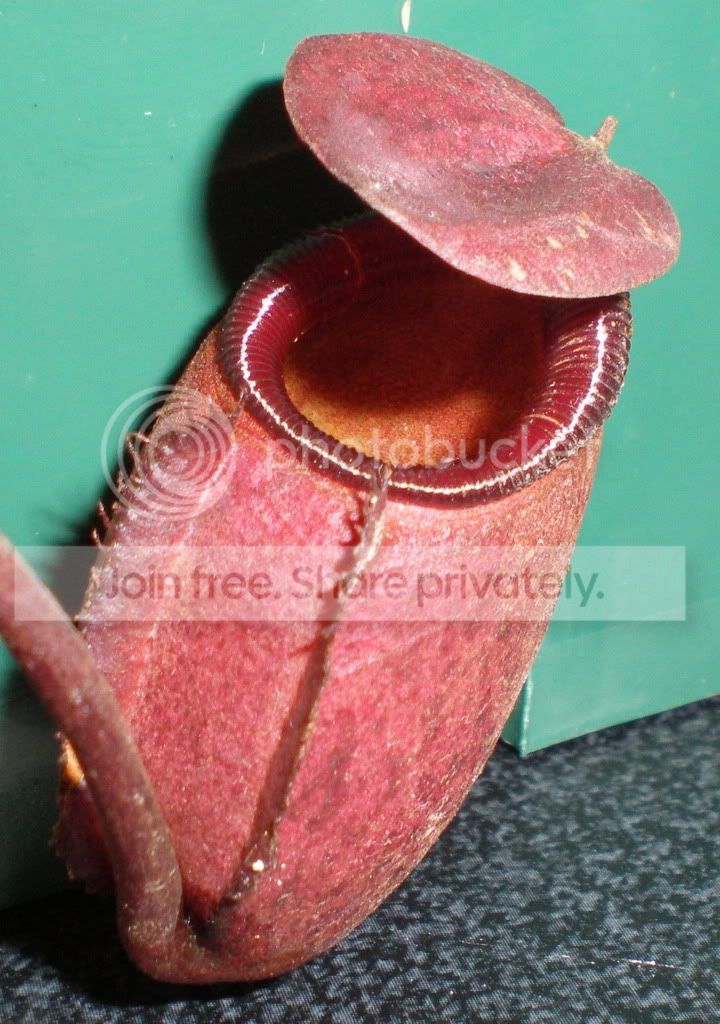 RajahArrivalPitcher.jpg