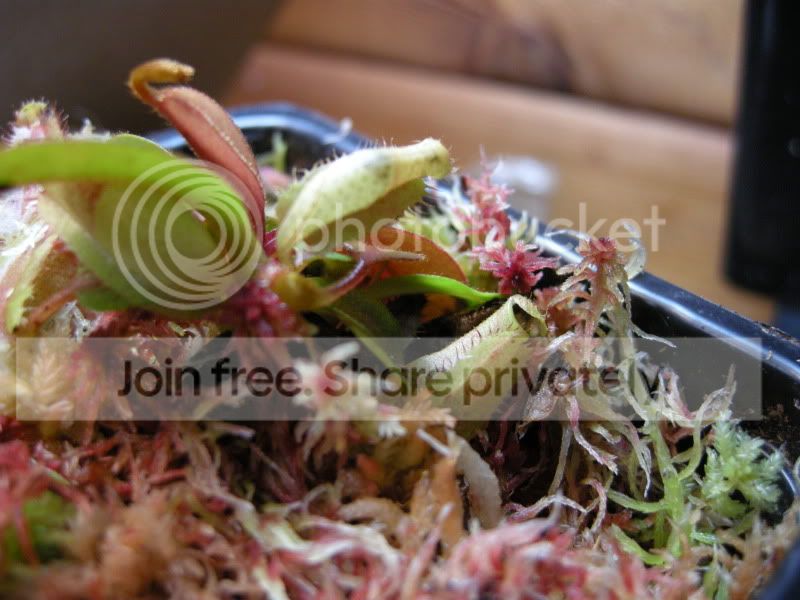 DSCN5728.jpg