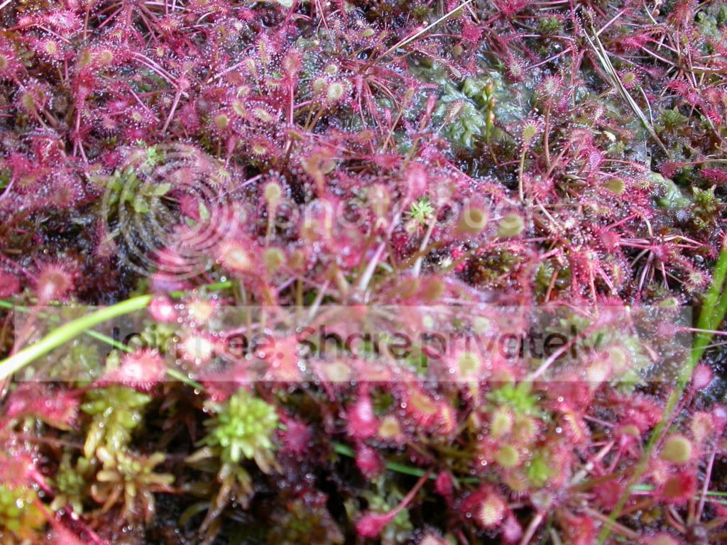 DSCN9147.jpg