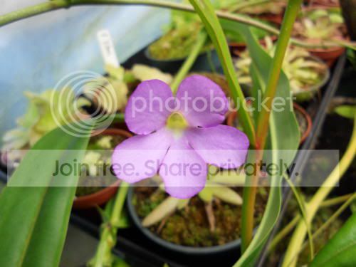 Paphrodite_1-7-12.jpg