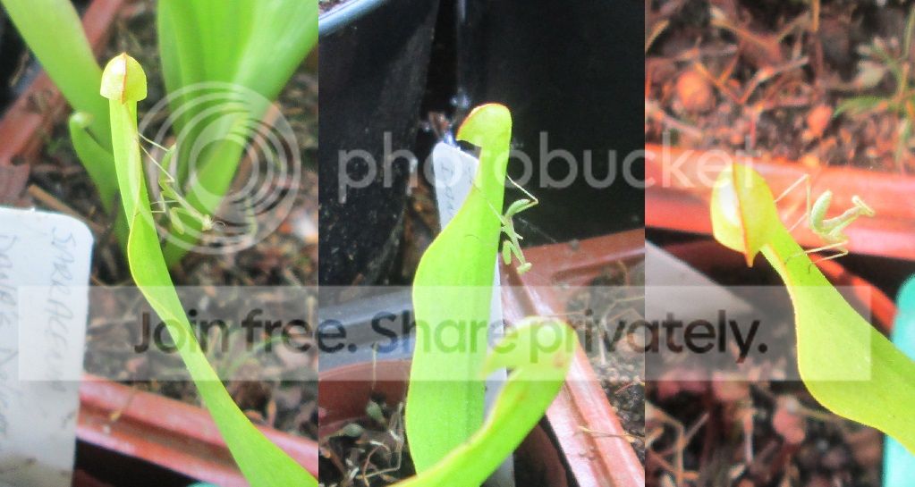 triplemantis_zpsfefc2c61.jpg