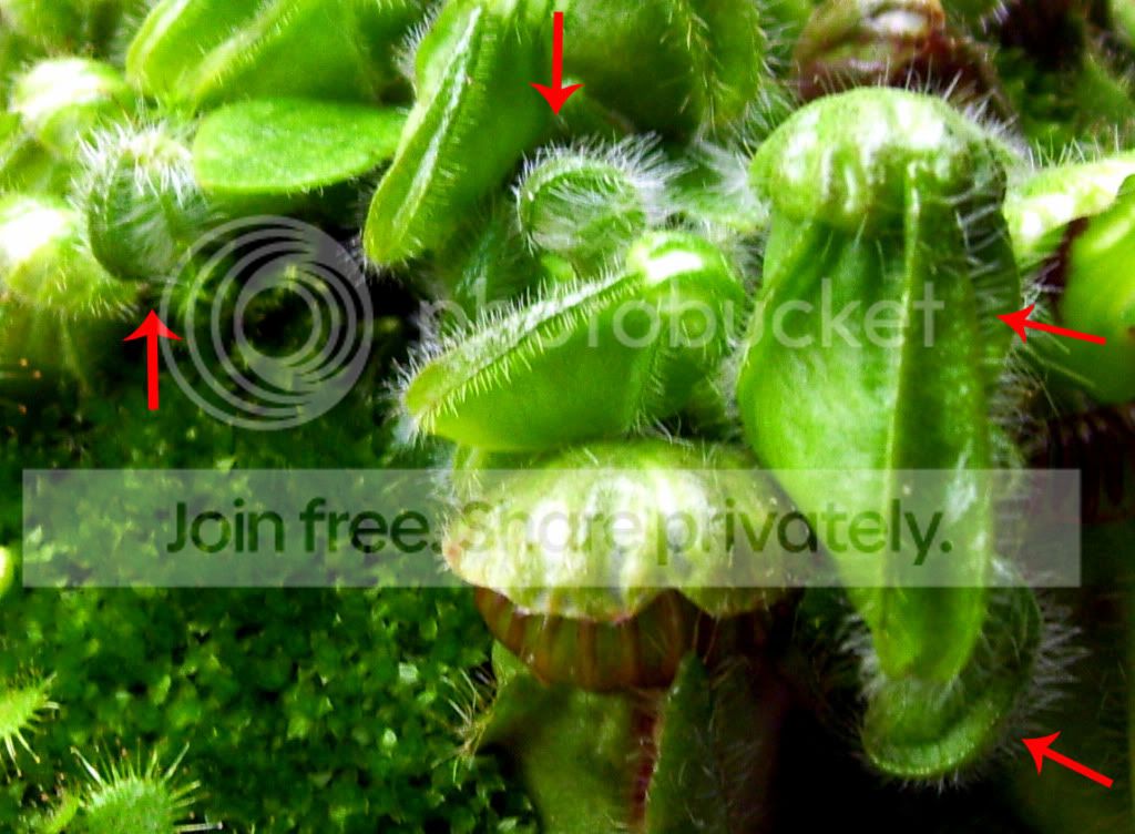 100_4248copy.jpg