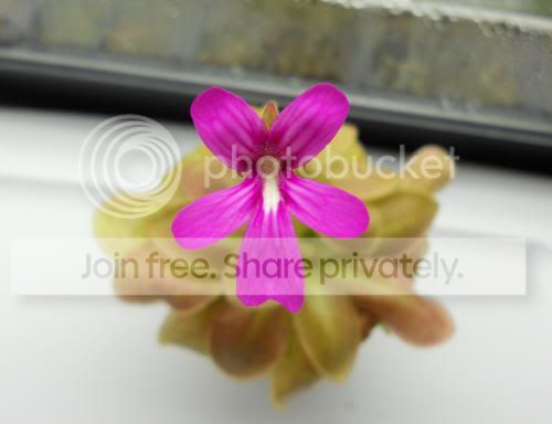 Pmoranensis_2-16-11.jpg