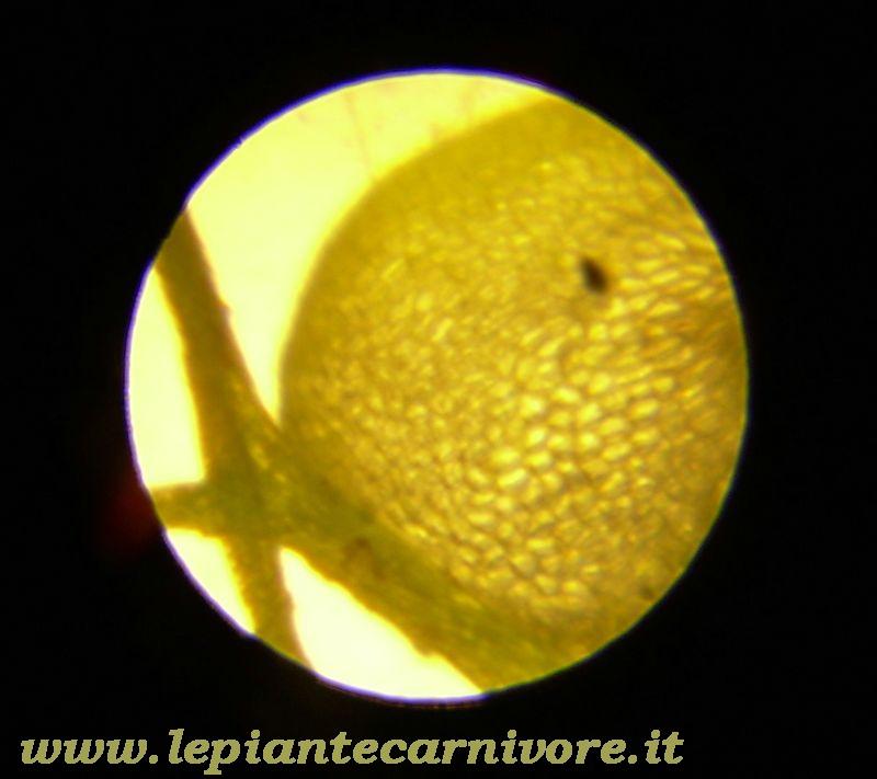 Micro%2014%20U.Australis.jpg