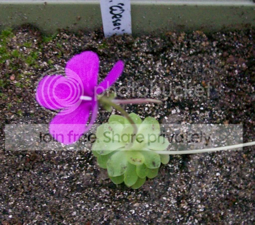 CarnivorousPlants030.jpg