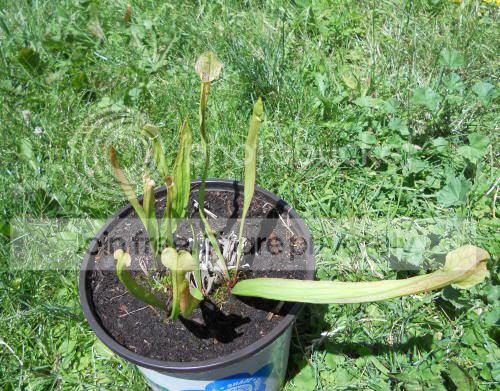 Spurpurea-hybrid01_7-4-11.jpg