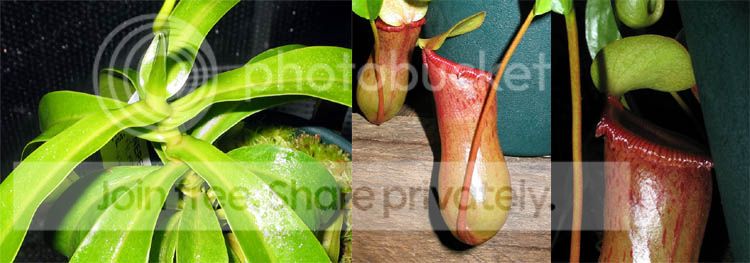 AlataBiflora.jpg