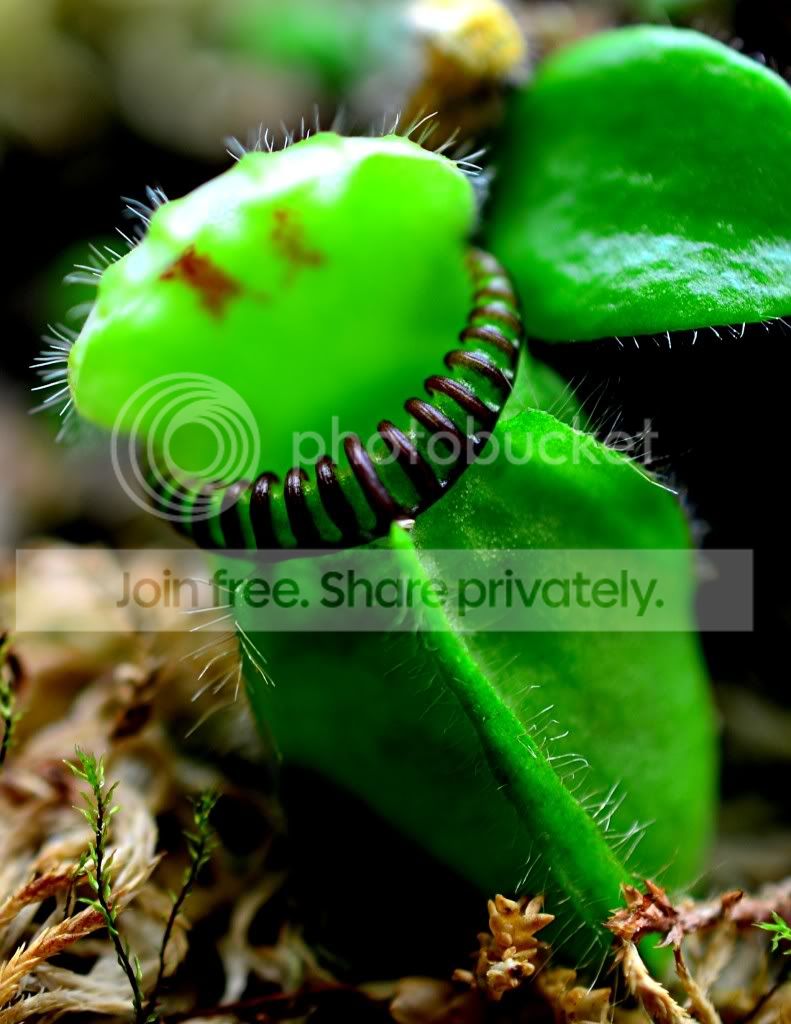 Moreplantsnewyearseve001.jpg