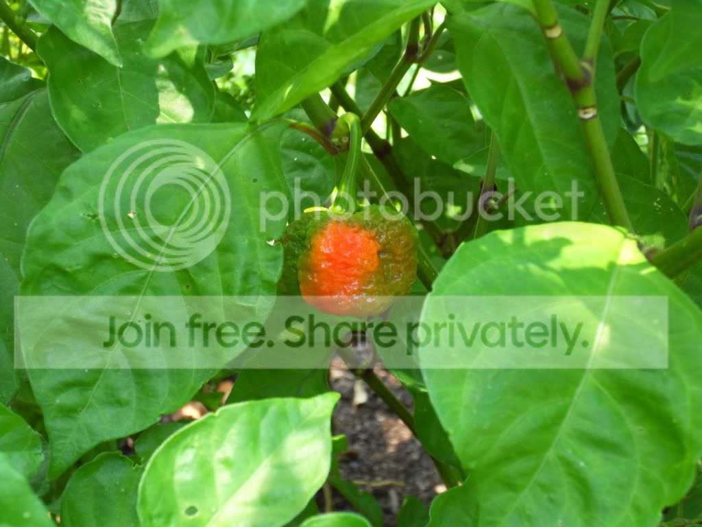 SDC10872.jpg