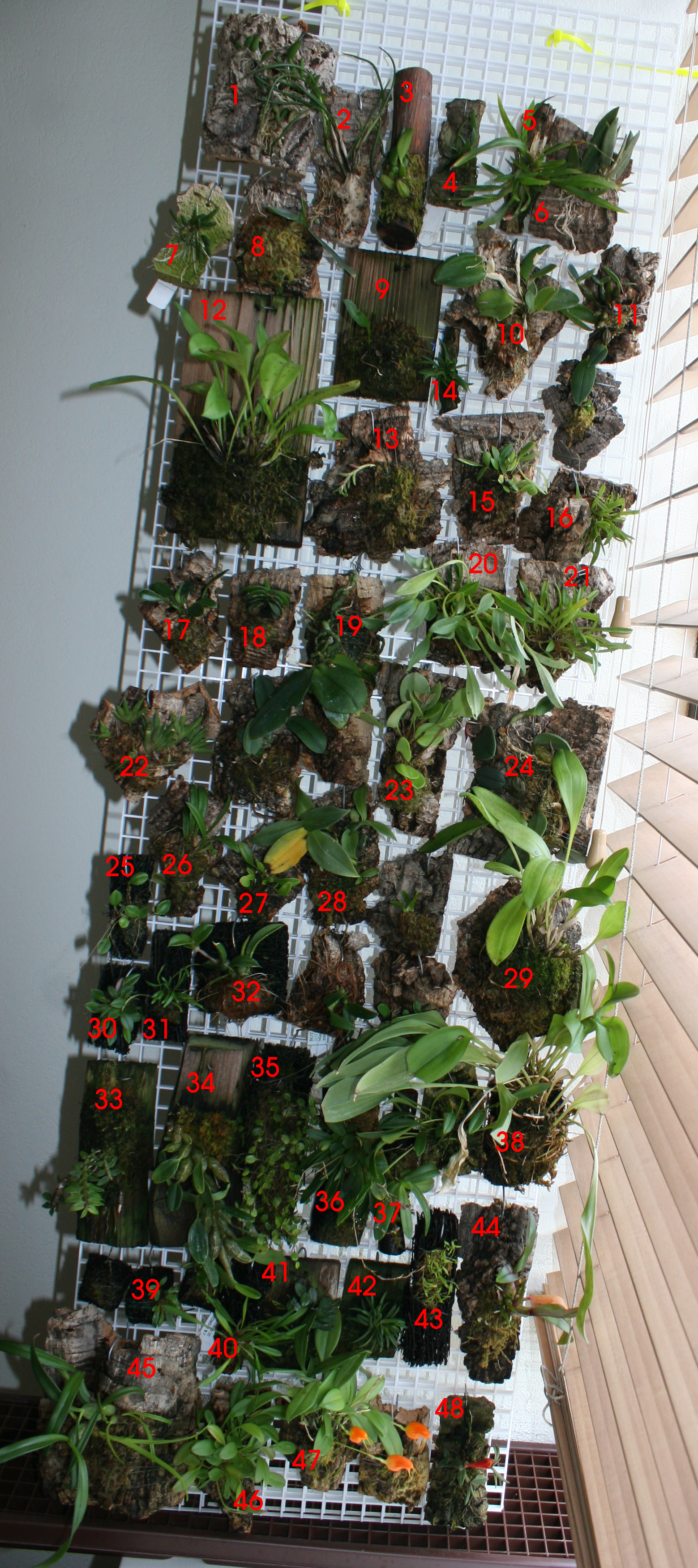 orchids_quiz_by_amphirion-d3hml7l.jpg