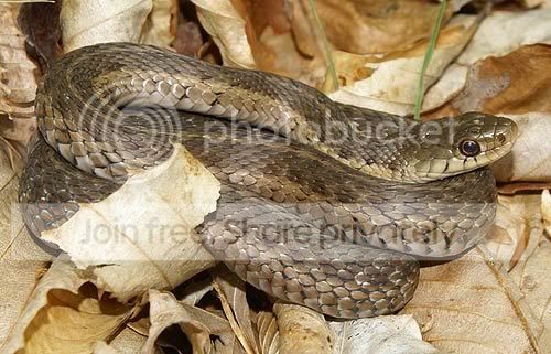 Picture-7266snake.jpg