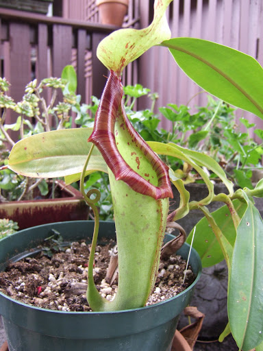DSCF1103.JPG