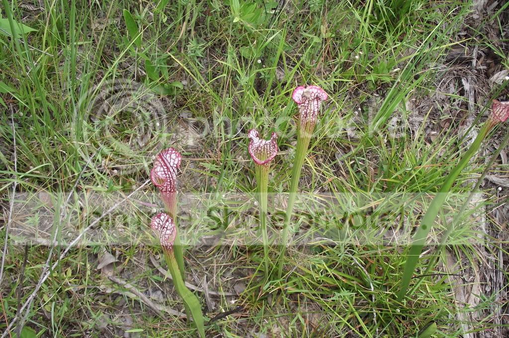 DSCF8650.jpg