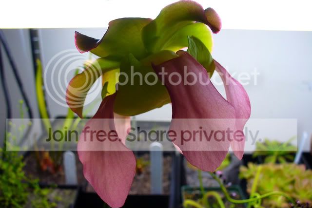 catesbaeiflower.jpg