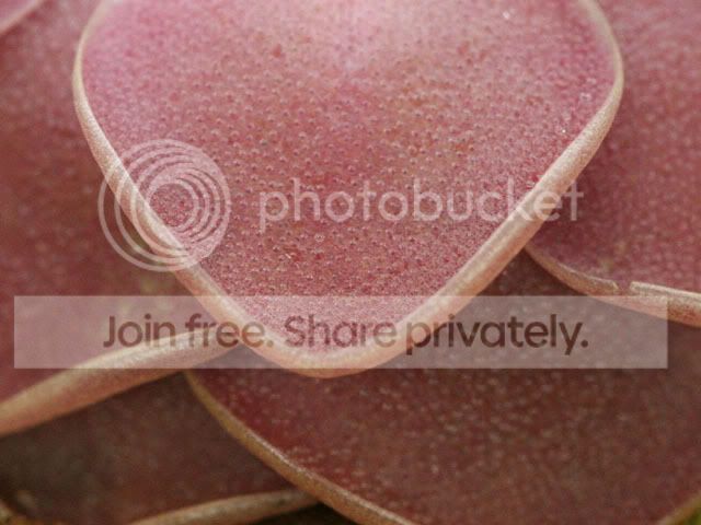 Pingcloseup.jpg