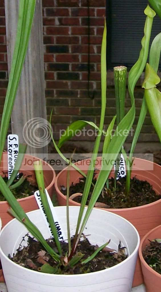 CarnivorousPlants001-Copy4.jpg