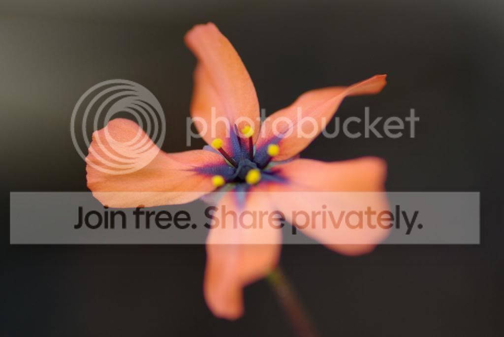 IMGP3711.jpg