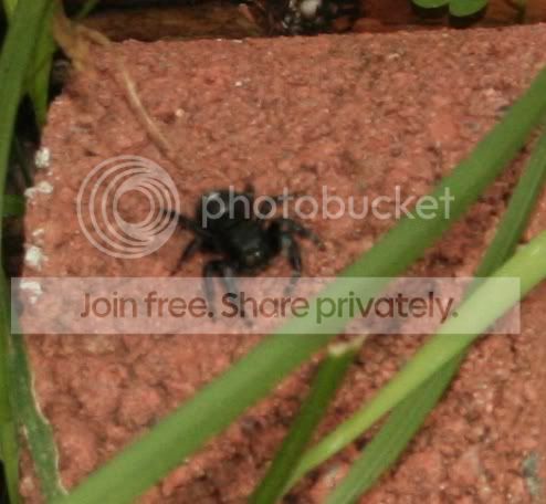 spiderbite2.jpg