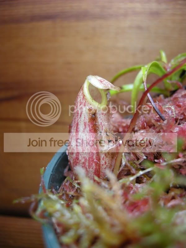 DSCN5658.jpg