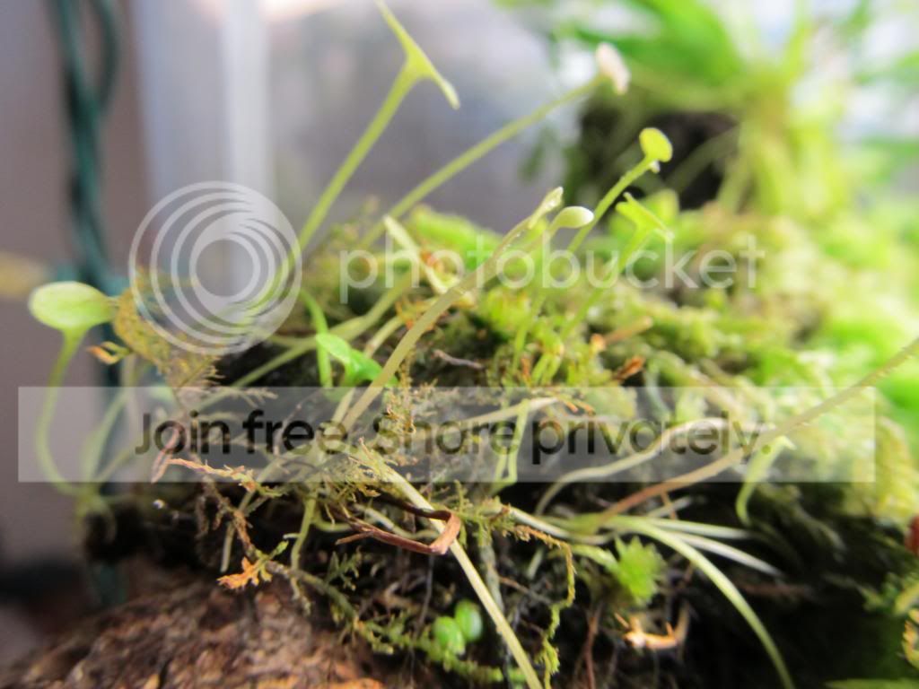 IMG_1735_zps7af35f36.jpg