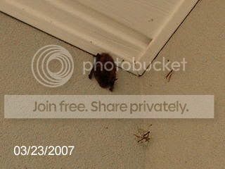 batty003.jpg