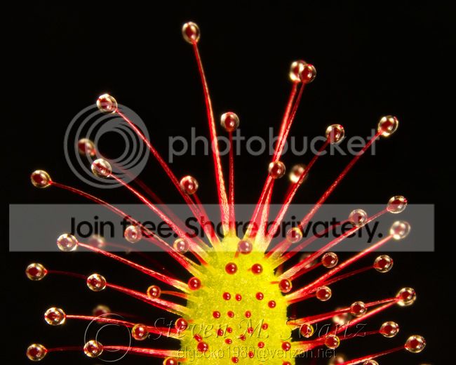 Drosera.jpg