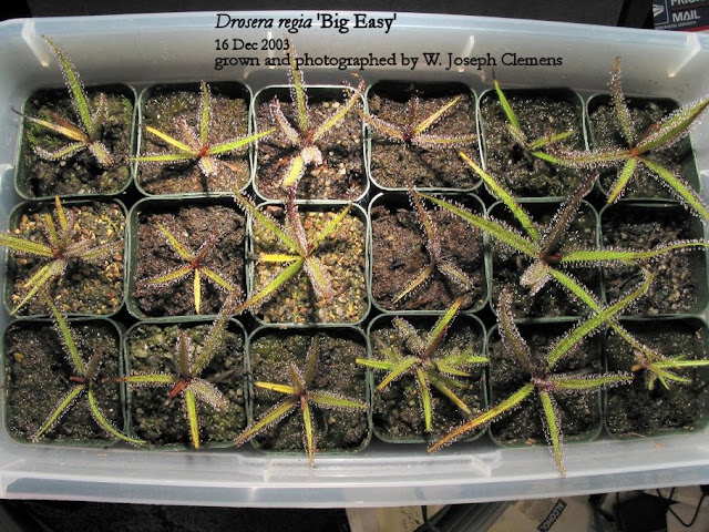 D_regia_BE_2inch.jpg