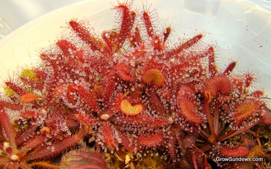 clump_Drosera_Adelae_Prolifera_in_Ceph_pot_post.JPG