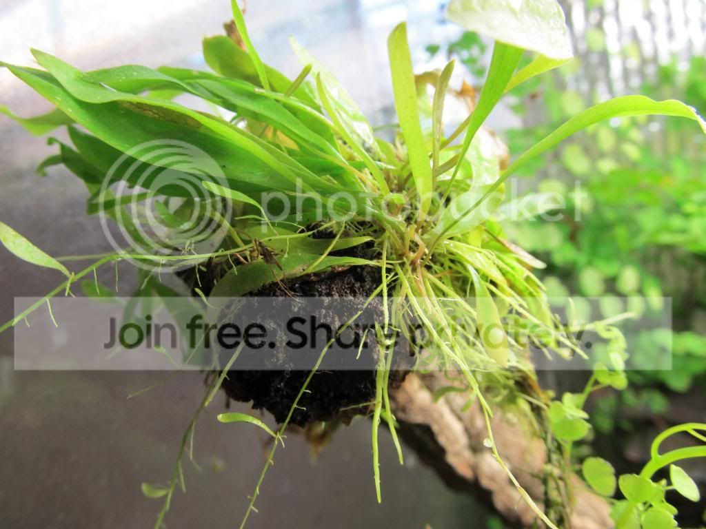 IMG_1736_zps19be8df2.jpg