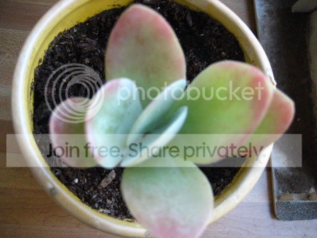 PetPlant.jpg