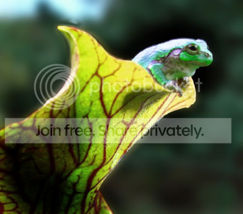Frog-3sm.jpg