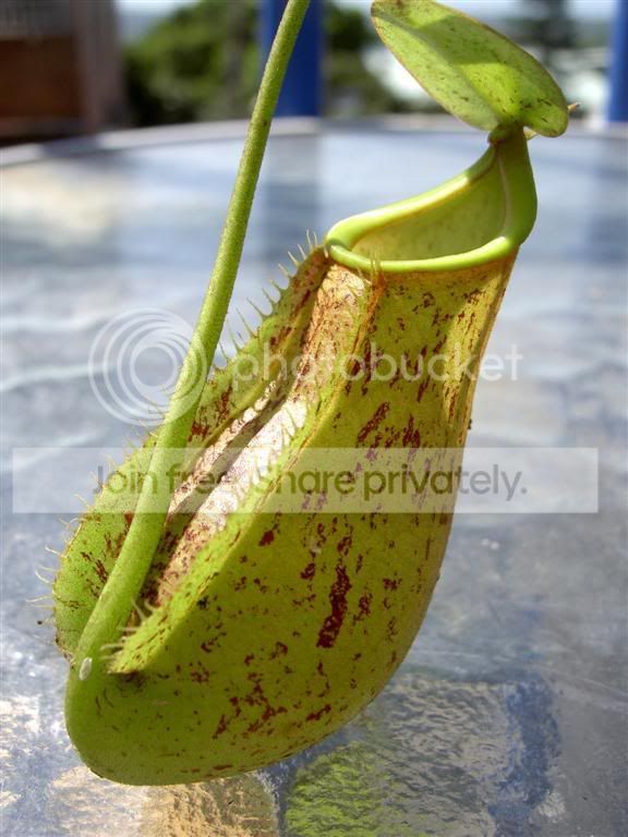 Nepenthesbicalcarataxxtrichocarpa06.jpg