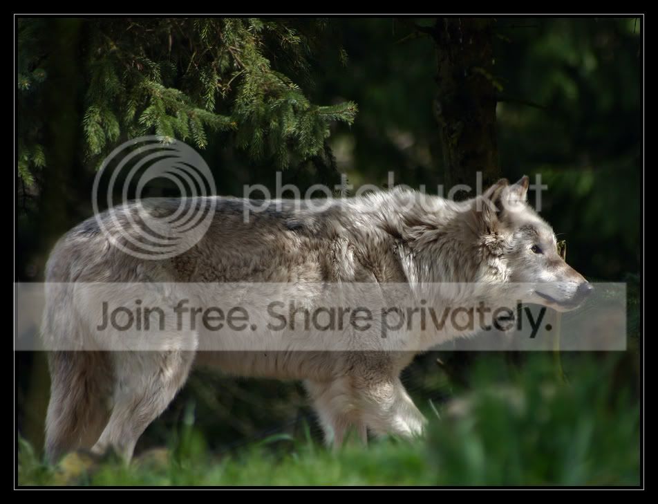 WolfStalk_7268.jpg