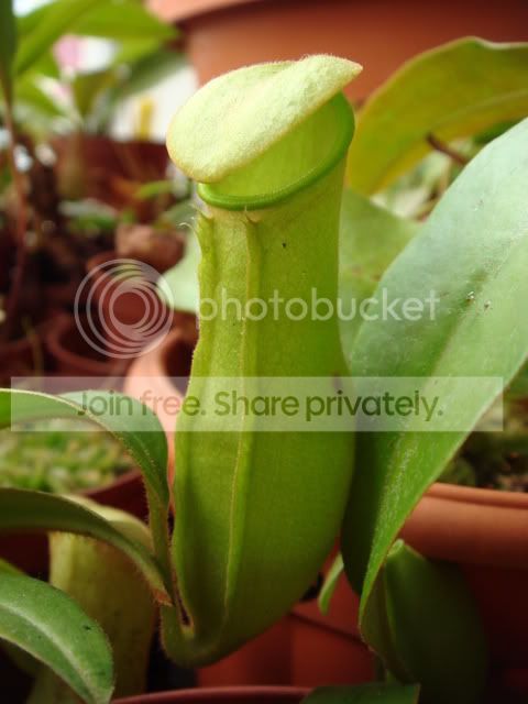 khasiana_pitcher.jpg