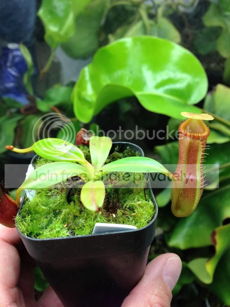 image_zps4675095f.jpg