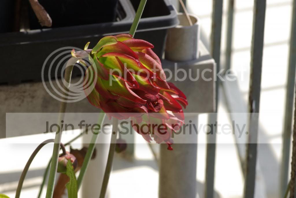 IMGP3838.jpg