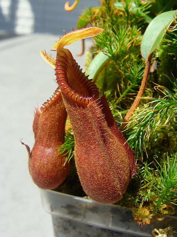 nepenthes-hamata-red-hair-pitcher-2-0514.jpg