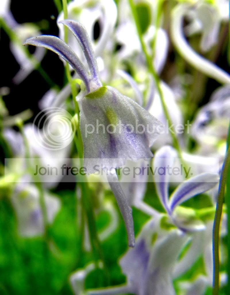 Reptileshowandplants019.jpg