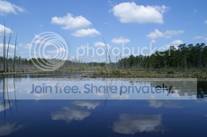 Pine-Barrens-09-001.jpg
