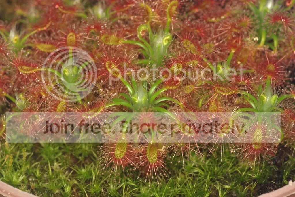 IMGP5311copy_zps73b87f20.jpg