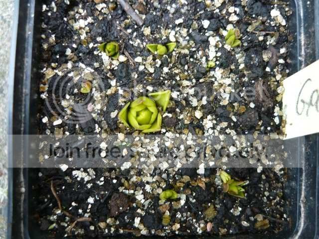 P_vulgaris_and_gemmae_potted.jpg