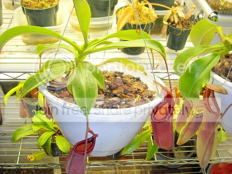 RepottingPics2.jpg